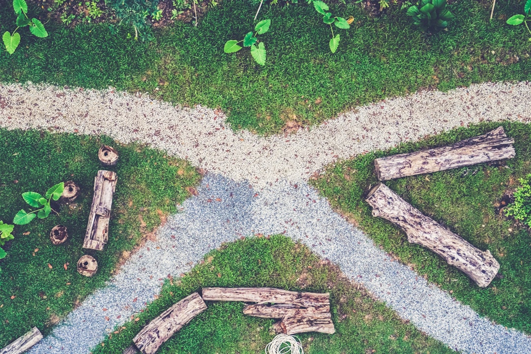 aerial view of grass