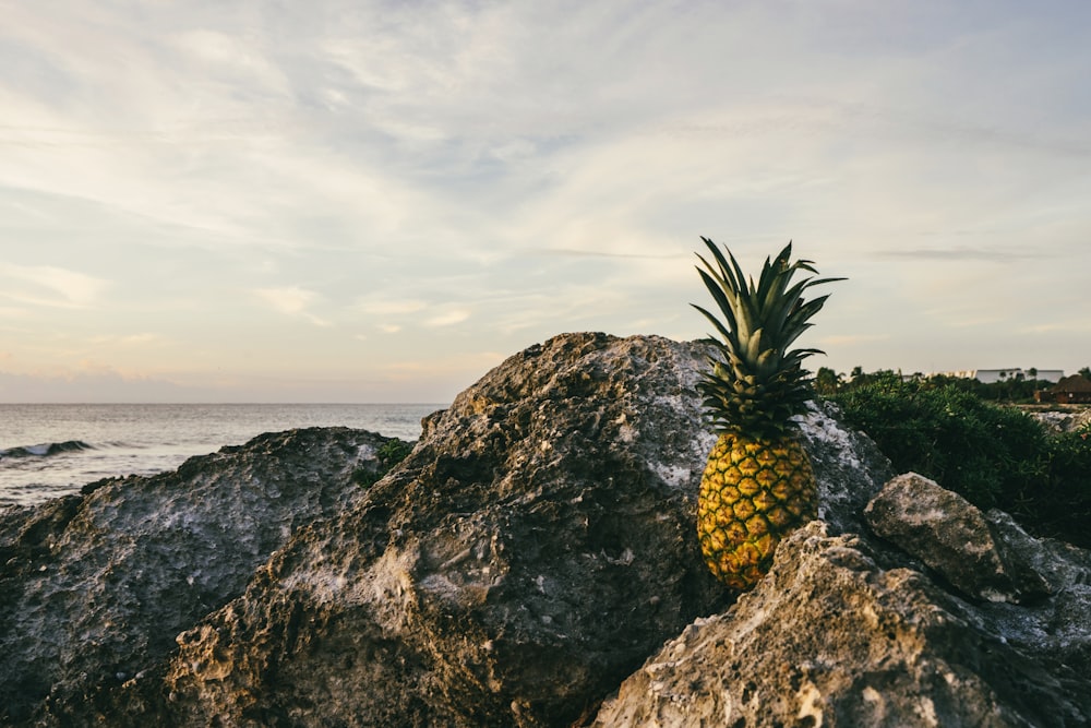 Fruta de piña marrón en roca durante el día