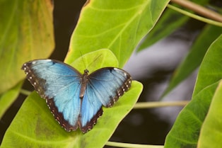 blue and black butterfly on green leaf during daytime