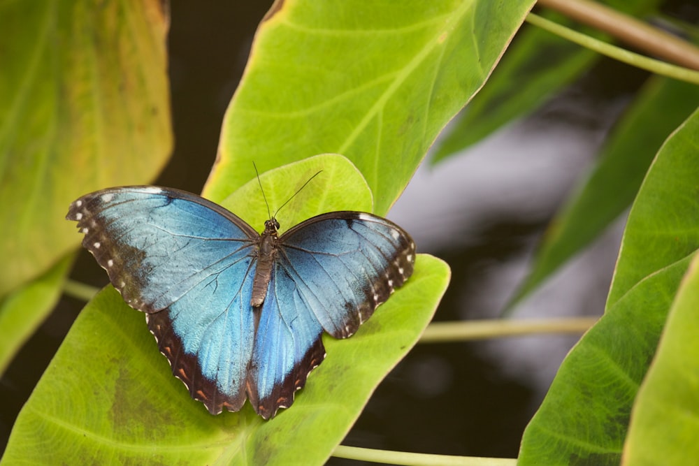 mariposa azul y negra en hoja verde durante el día