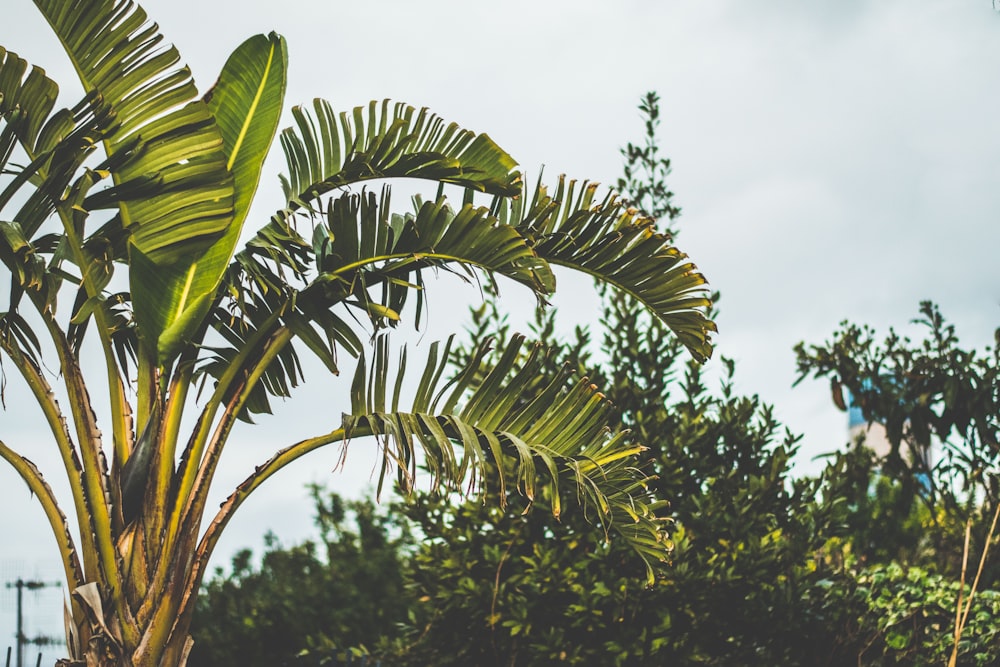 low angle of banana tree