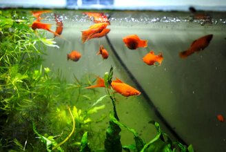 Colorful ornamental fish swimming in clear water tanks at a local UMKM facility.