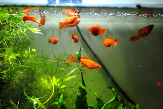Bright orange fish swim gracefully among green aquatic plants in a clear aquarium. The water is clean, and small bubbles can be seen at the top. The overall environment appears well-maintained and peaceful.