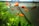 Bright orange fish swim gracefully among green aquatic plants in a clear aquarium. The water is clean, and small bubbles can be seen at the top. The overall environment appears well-maintained and peaceful.