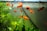 Bright orange fish swim gracefully among green aquatic plants in a clear aquarium. The water is clean, and small bubbles can be seen at the top. The overall environment appears well-maintained and peaceful.