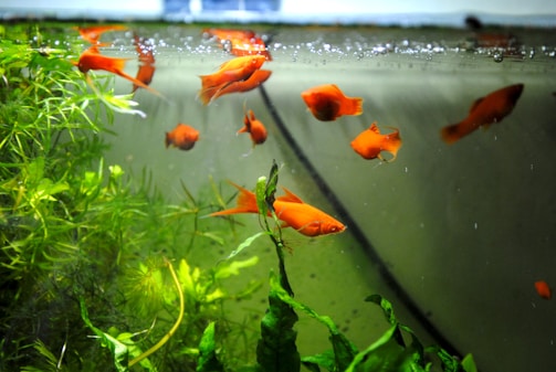 Bright orange fish swim gracefully among green aquatic plants in a clear aquarium. The water is clean, and small bubbles can be seen at the top. The overall environment appears well-maintained and peaceful.