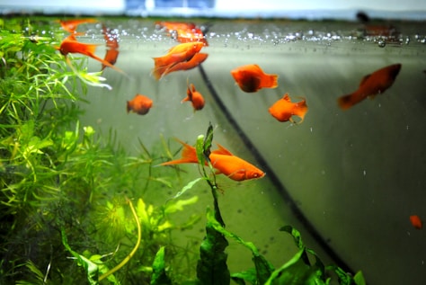 Bright orange fish swim gracefully among green aquatic plants in a clear aquarium. The water is clean, and small bubbles can be seen at the top. The overall environment appears well-maintained and peaceful.