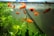 Bright orange fish swim gracefully among green aquatic plants in a clear aquarium. The water is clean, and small bubbles can be seen at the top. The overall environment appears well-maintained and peaceful.