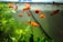 Bright orange fish swim gracefully among green aquatic plants in a clear aquarium. The water is clean, and small bubbles can be seen at the top. The overall environment appears well-maintained and peaceful.