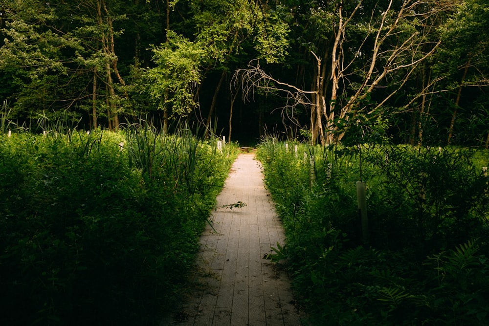 green trees on brown dirt pathway