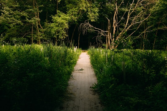 green trees on brown dirt pathway in Wolftrap Creek United States