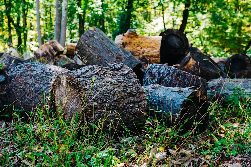 brown wood log on green grass field