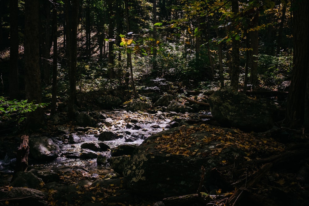 green trees on rocky ground during daytime