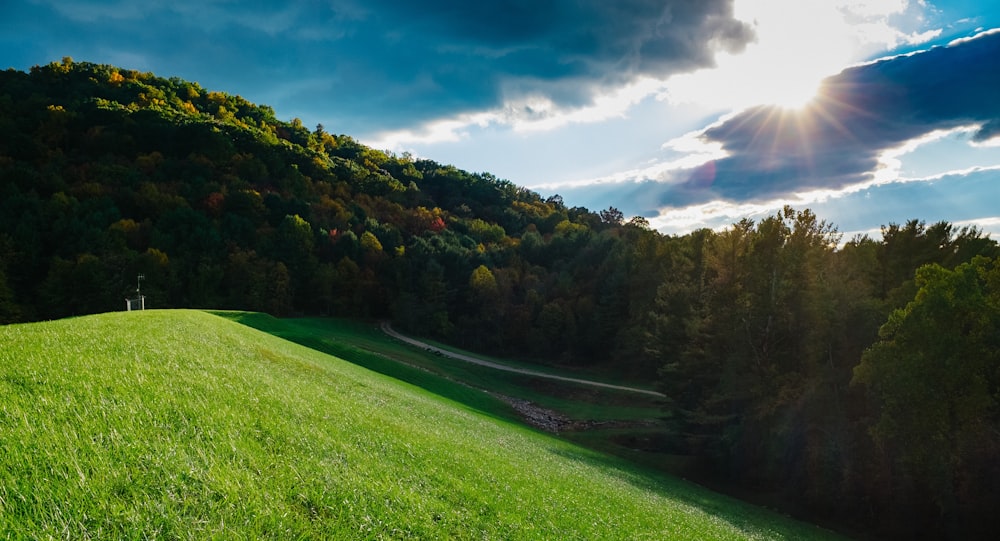 field of green grass near trees