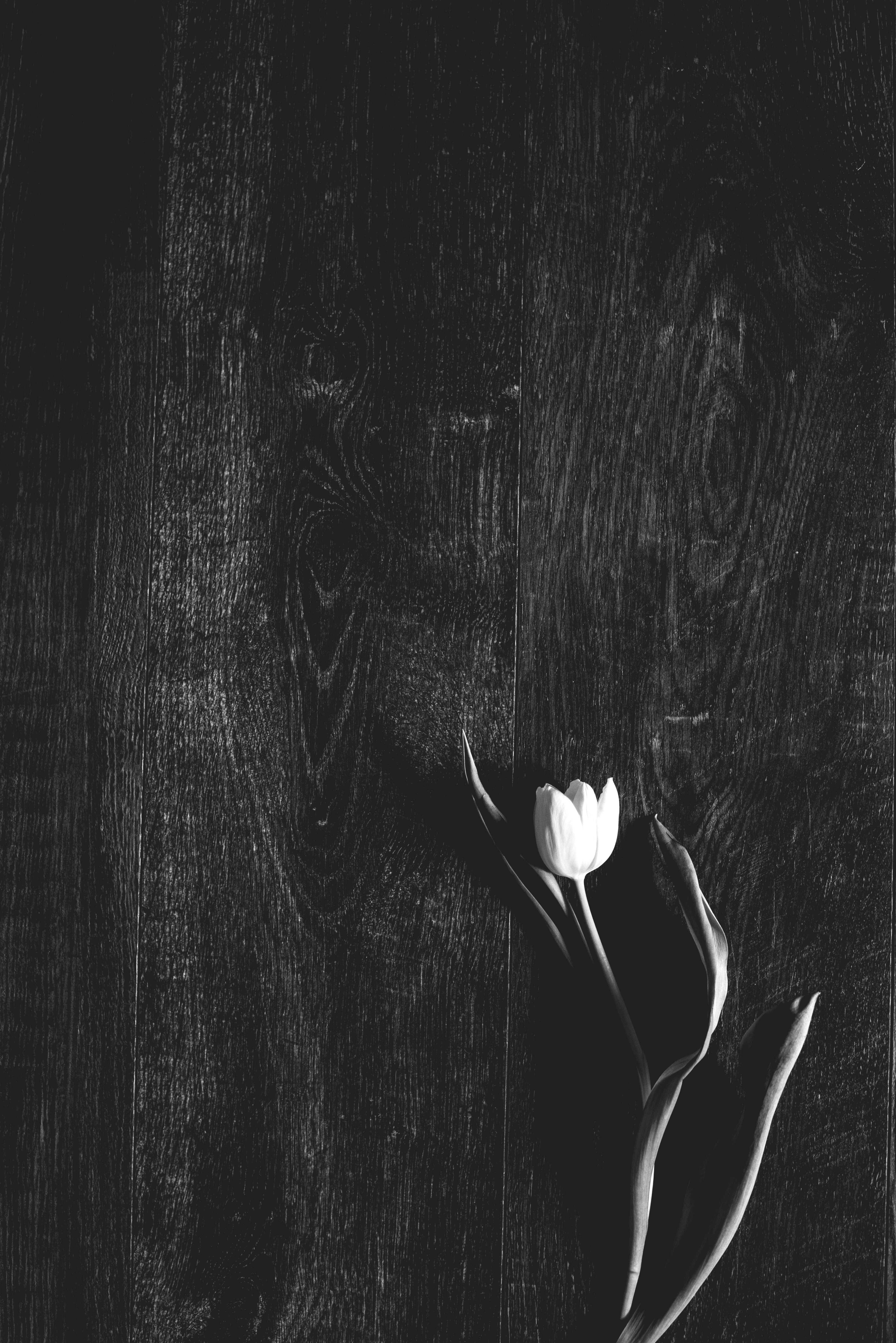 Free Unsplash photo from Gaelle Marcel