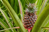 A close-up view of a pineapple growing among large green leaves. The pineapple is not fully ripe, with a spiky crown and reddish-brown rough skin indicating early development stages.