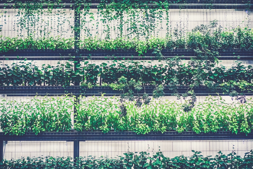 Foto de planta de hojas verdes