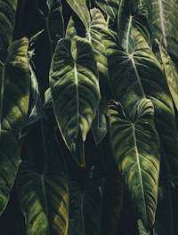 green leaf plants