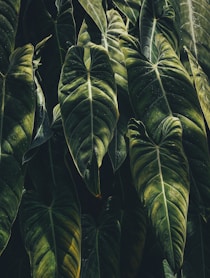 green leaf plants