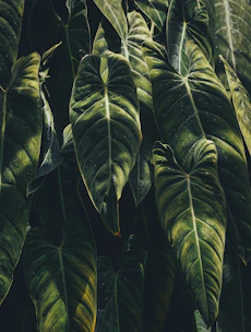 green leaf plants