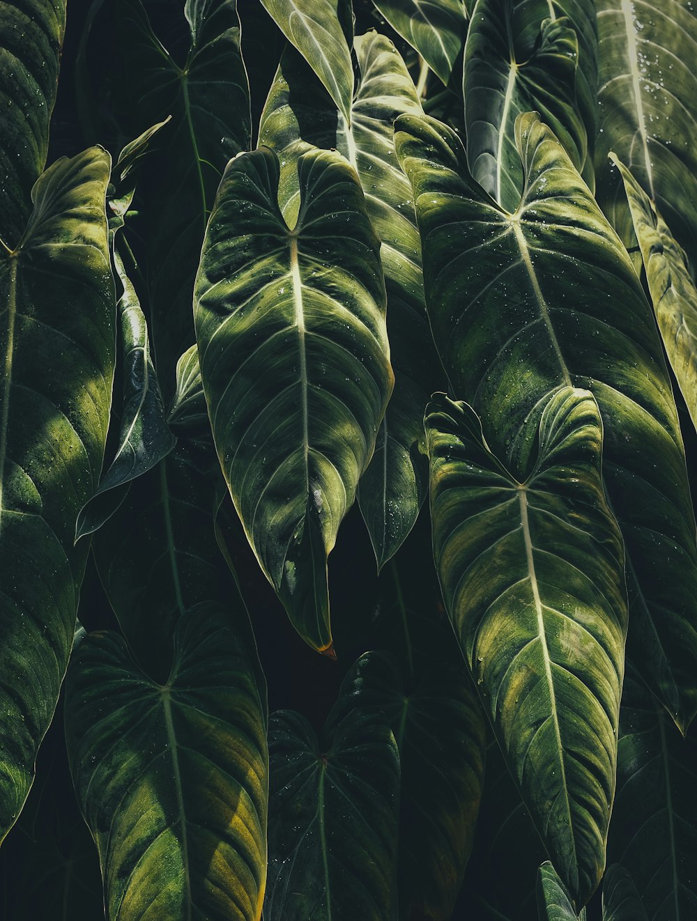 Plantas de hoja verde