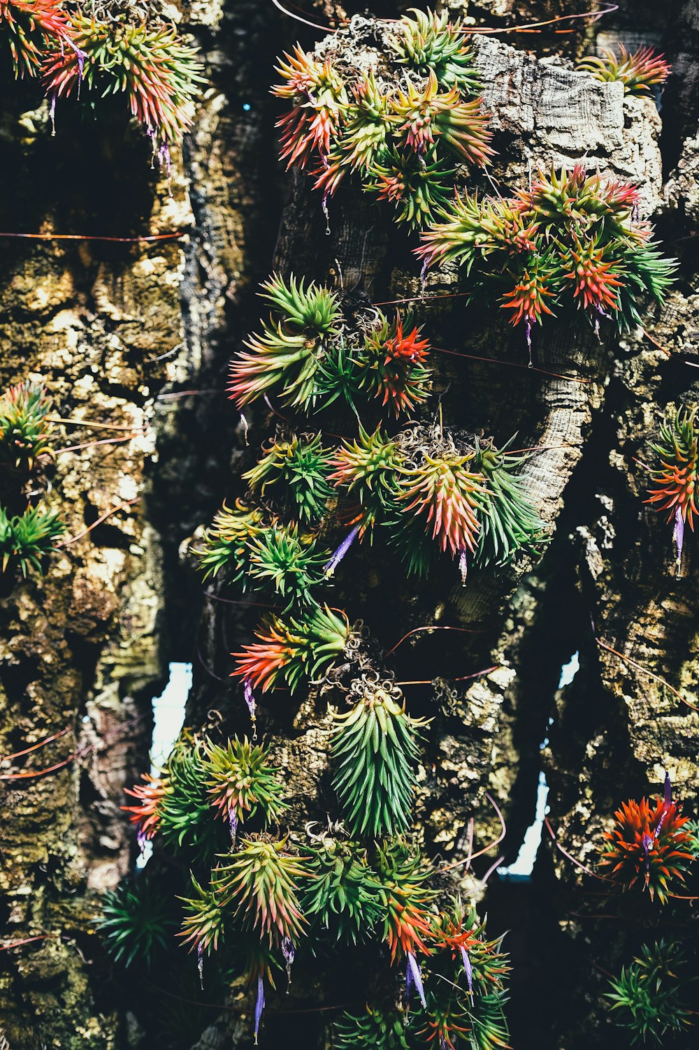 macro photography of green plants