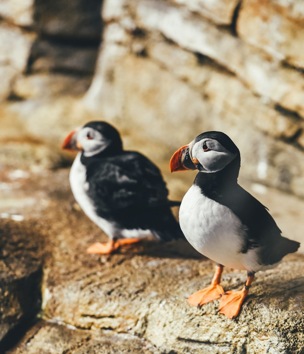 two white-and-black birds perching on rock