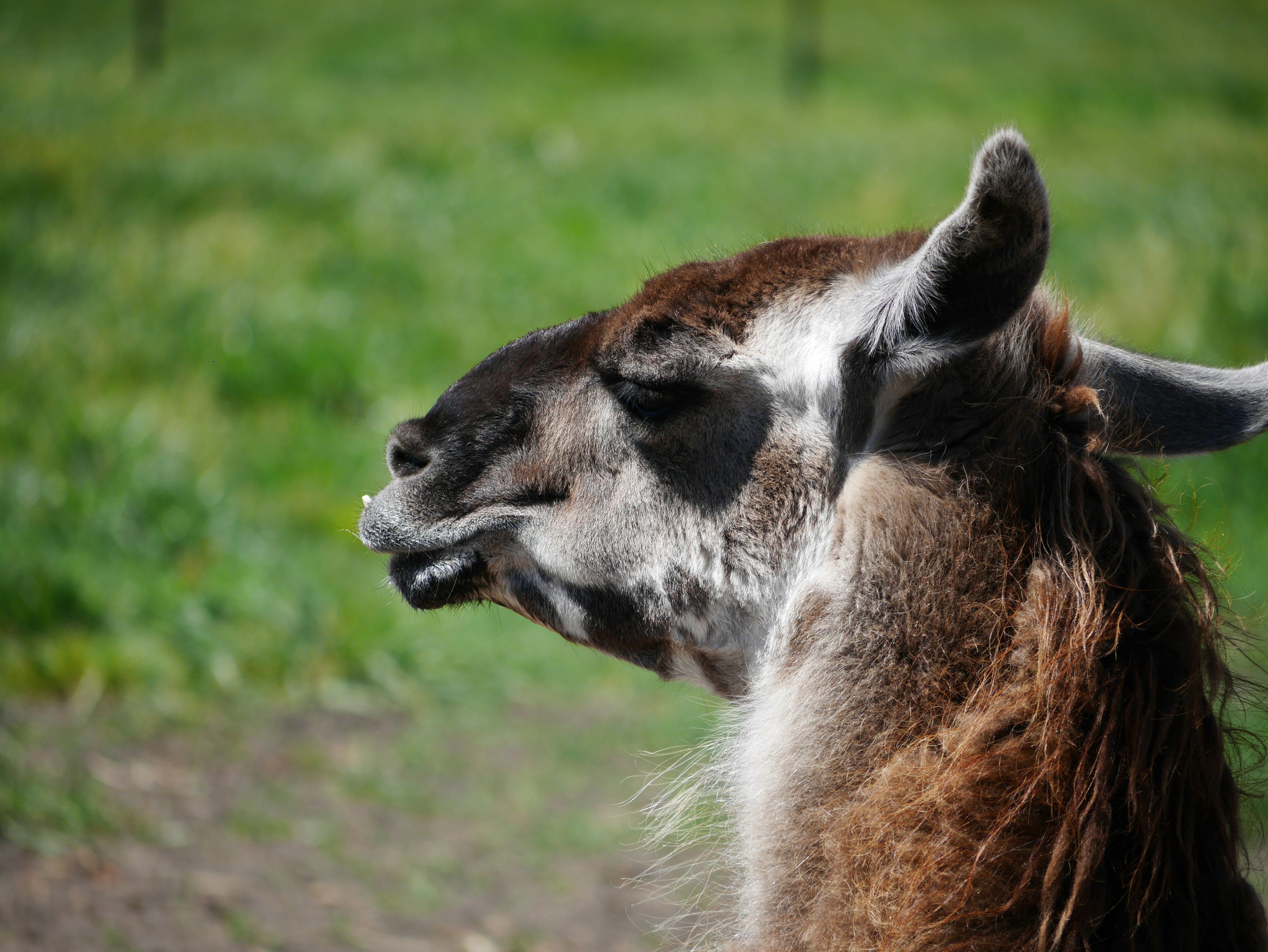 Free Unsplash photo from Carol Gunby