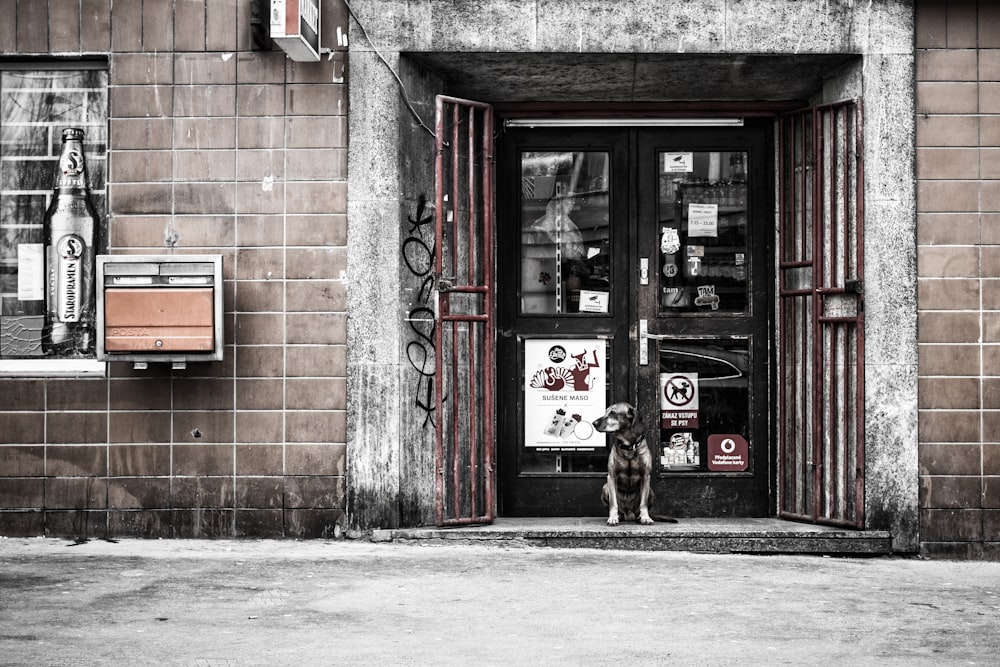 black and brown dog on front of black glass door