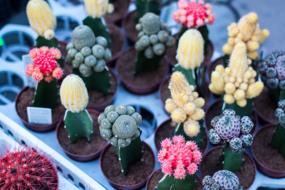Variedad de cactus en flor
