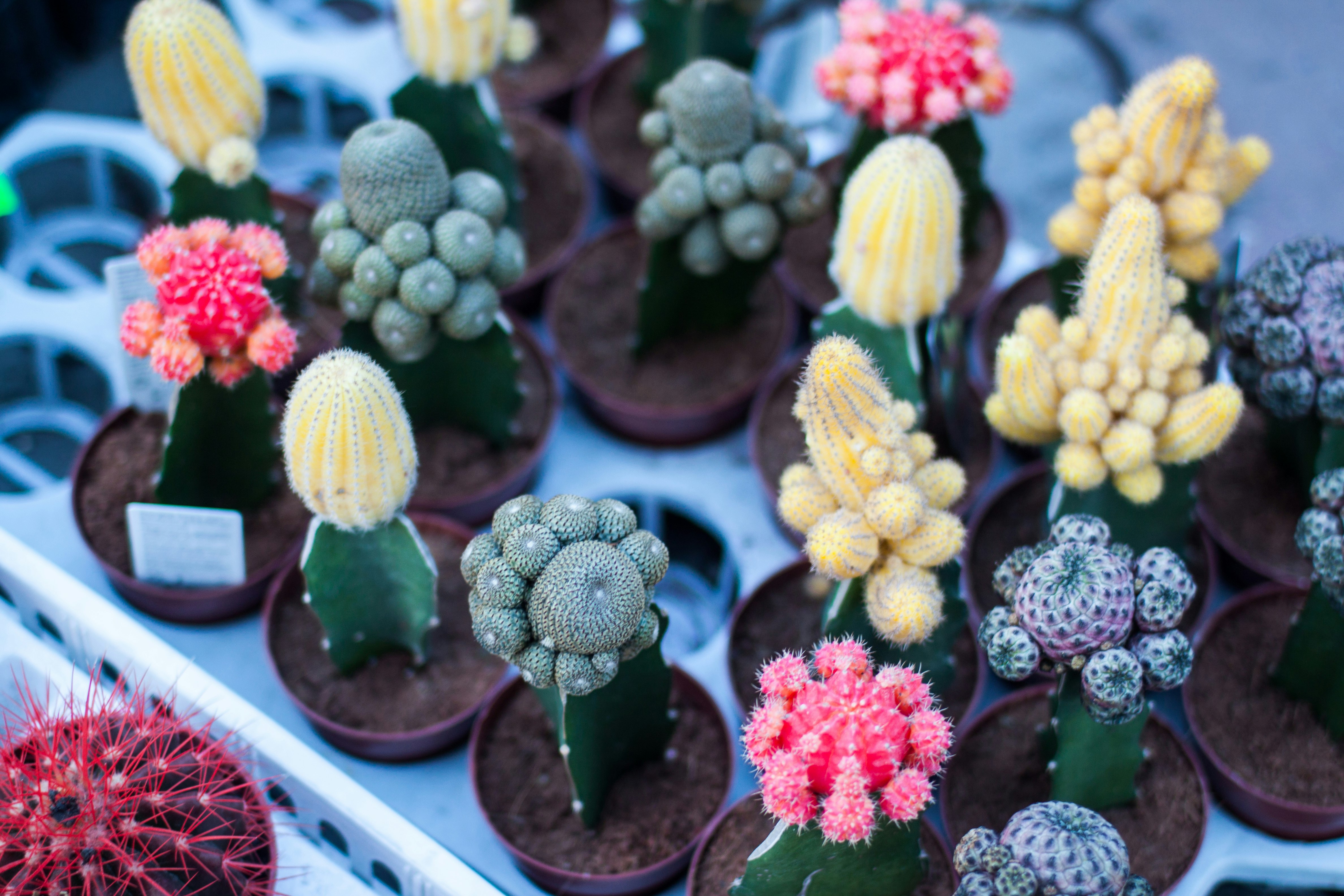 variety of flowering cacti