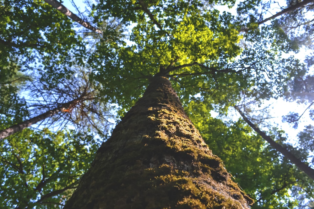 low angle photography of tall tree