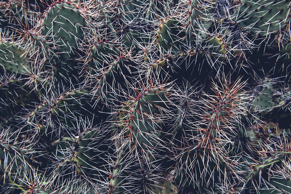 cactus durante el día