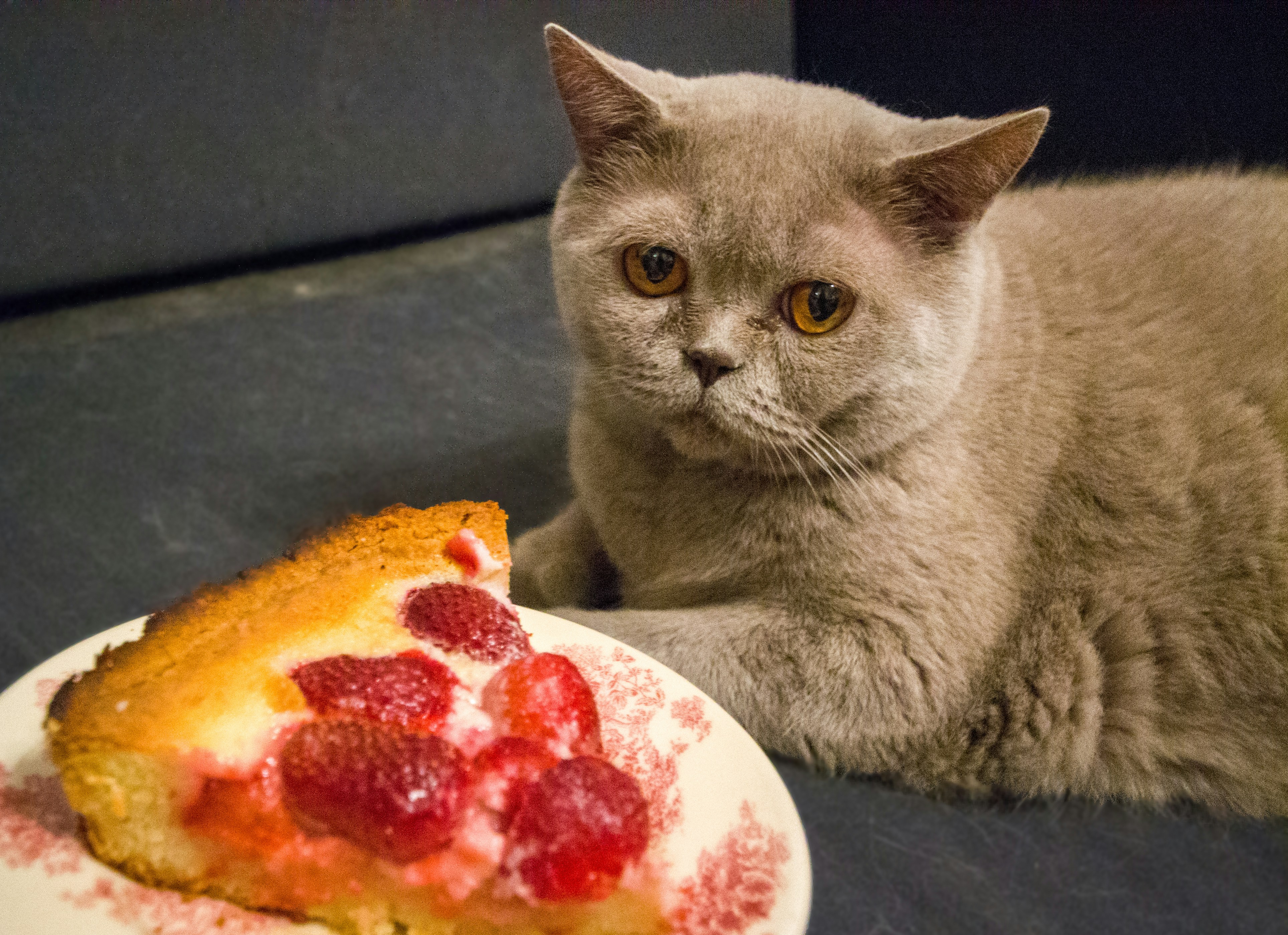 Free Unsplash photo from Elena Chu