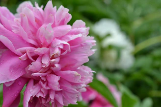 A vibrant watercolor painting of a blooming pink peony with delicate brush strokes on white paper.
