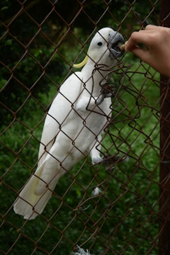 A white cockatoo clings to a rusted wire fence, extending its beak to receive food from a human hand. The background features lush green foliage creating a natural setting.