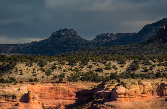 green trees in Fruita United States