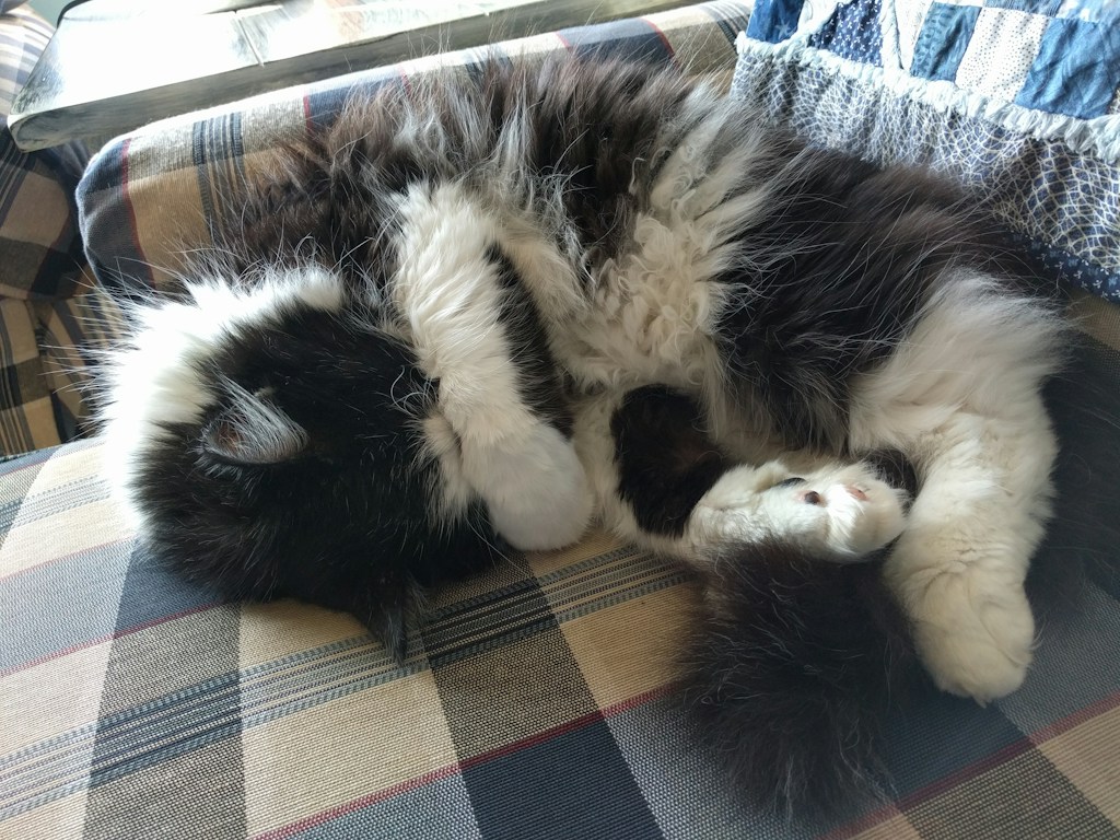 Cloud-Soft Cat Cushion