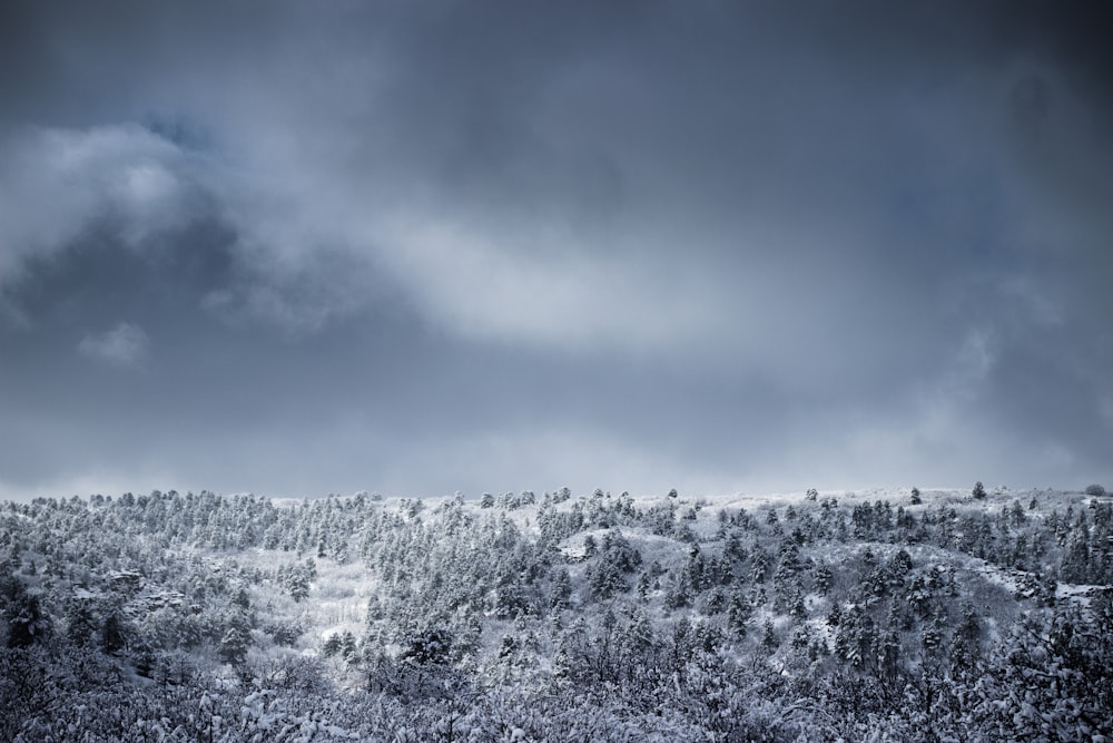 trees covered with snow