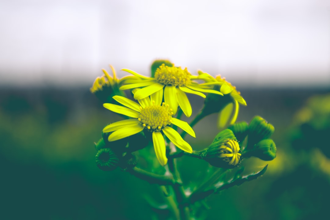 yellow flower in tilt shift lens