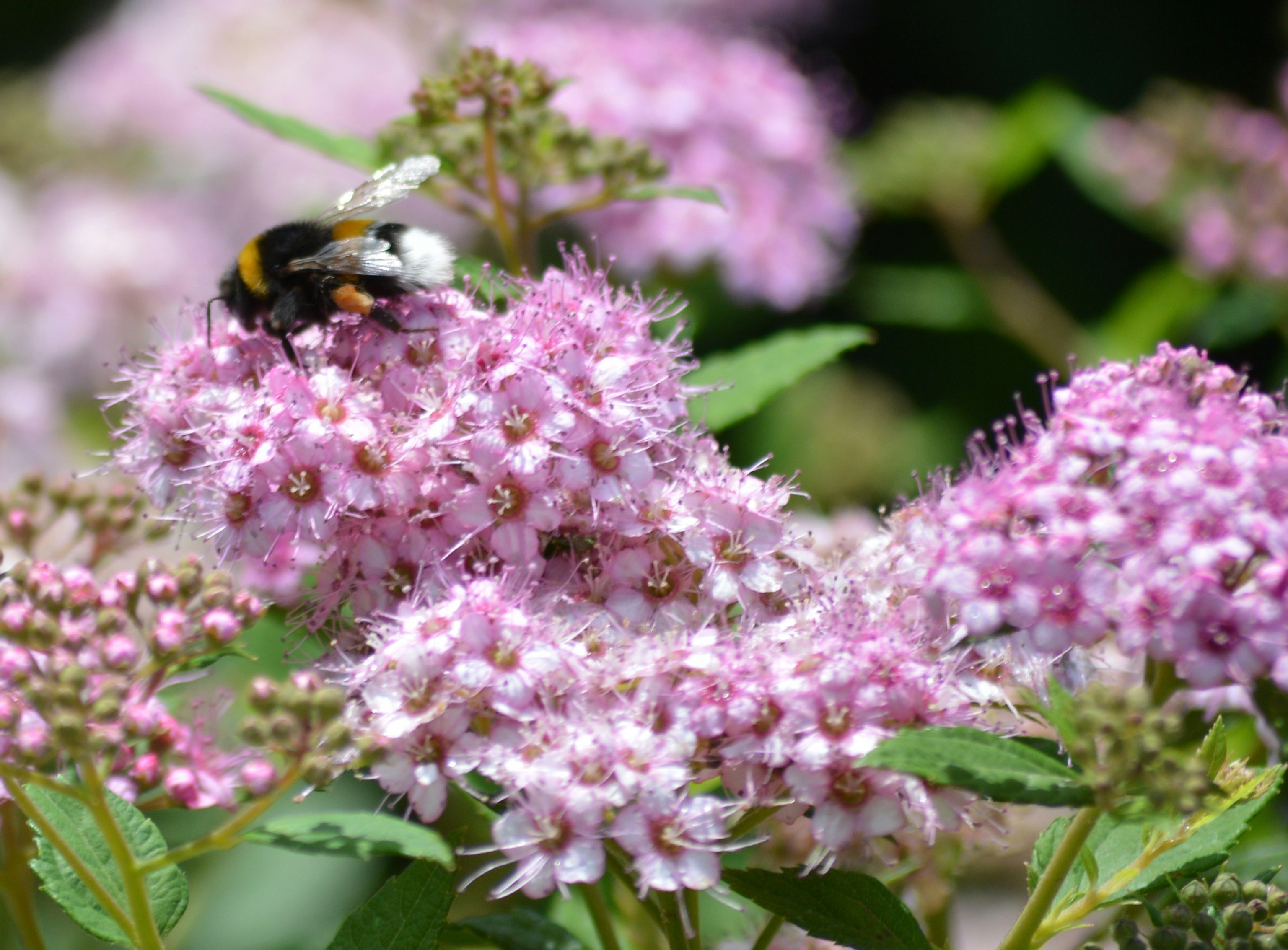 Free Unsplash photo from Daniel Bocksteger