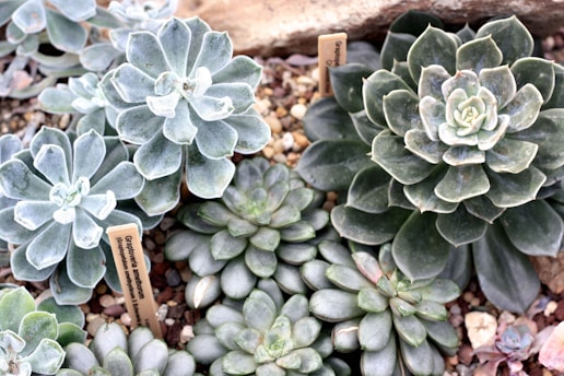 The image features various succulent plants arranged closely together. The succulents display a range of leaf shapes and shades of green and blue-gray. Small rocks and pebbles are visible at the base, and two labels with botanical names are sticking up from the soil.