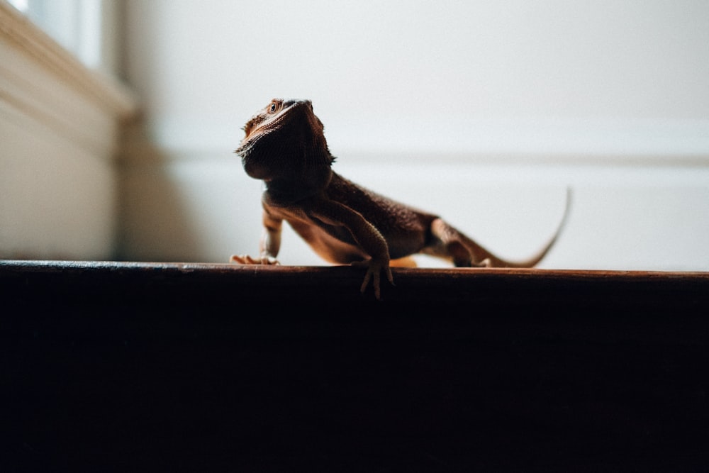 pogona near white wall