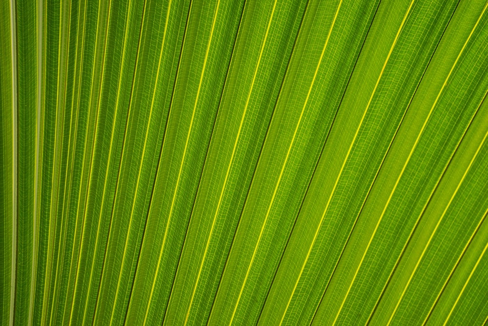 closeup photography of fan palm leaf