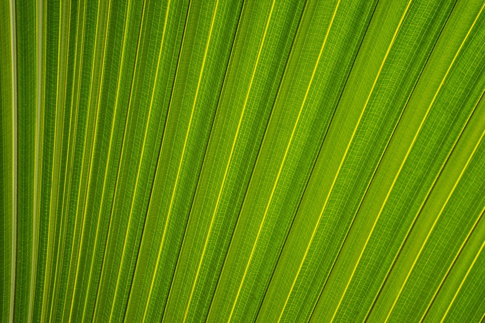 fotografia em closeup da folha de palmeira do leque