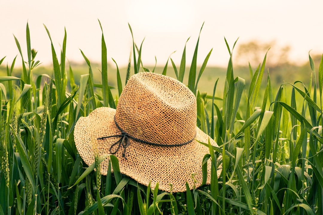 brown woven hat on green plant