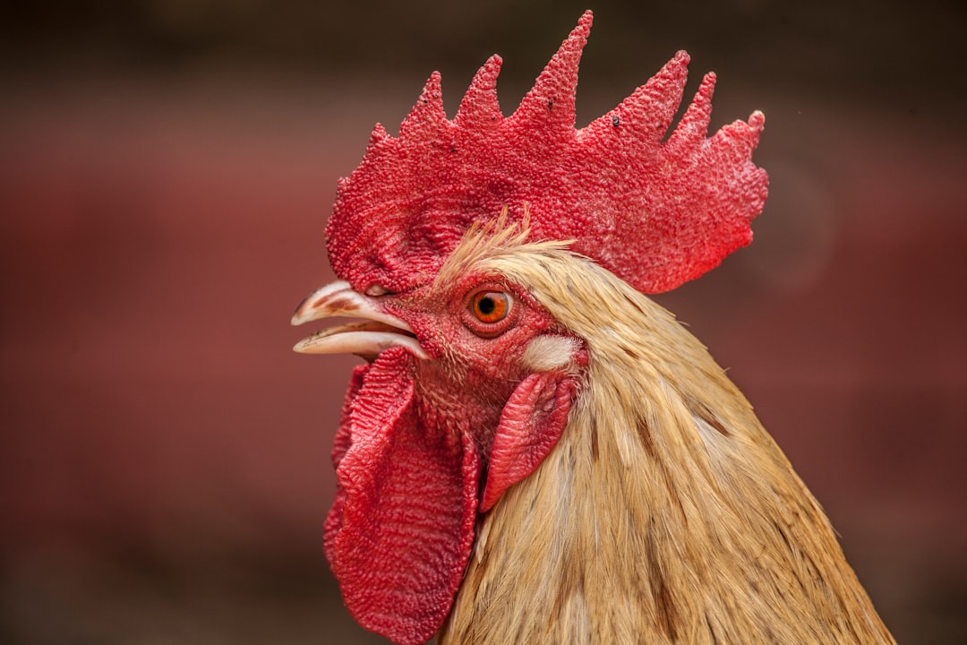 red and brown rooster head in closeup shot