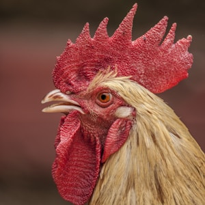 red and brown rooster head in closeup shot