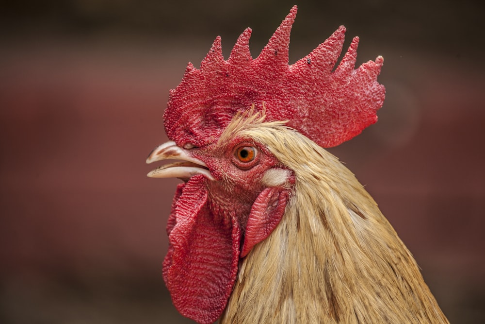 Cabeza de gallo rojo y marrón en primer plano