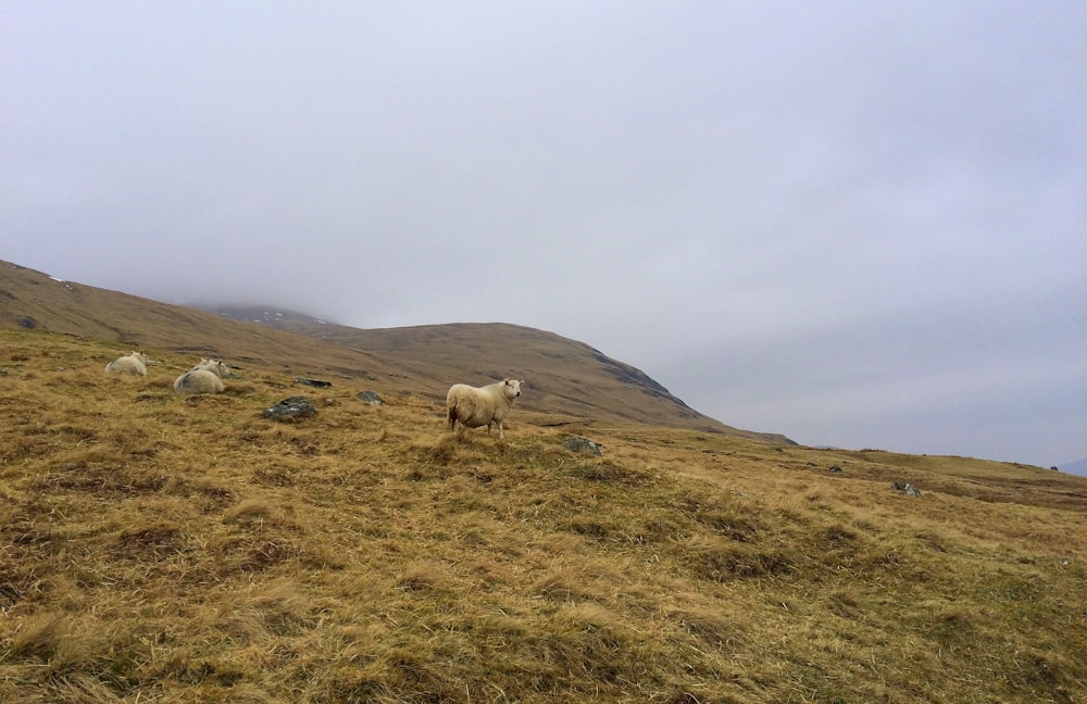 brown cow during daytime